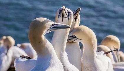 AL次局集锦：纳亚菲利团战游龙完美发挥，AL强势扳回一城