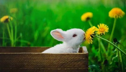 乐鱼体育——开启极致体育体验的新选择